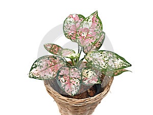 Aglaonema sp. Tricolor AnyamaneeÂ  in wicker basket  isolated on white background with copy space.